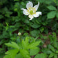 Anemone virginiana - Tall Thimbleweed - 3" Pot