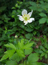 Anemone virginiana - Tall Thimbleweed