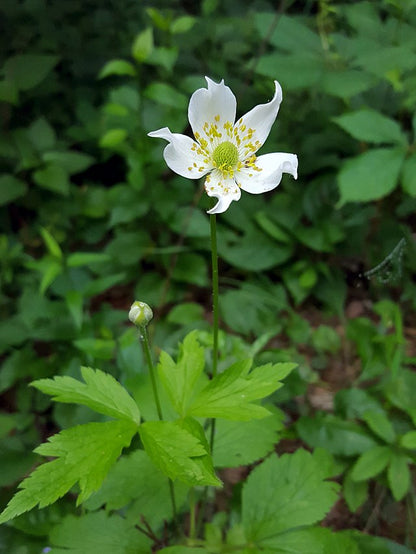 Anemone virginiana - Tall Thimbleweed