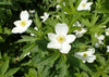 Anemone canadensis - Canada Anemone - 3" Pot