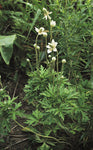 Anemone cylindrica - Thimbleweed - 38 Plug Tray