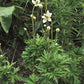 Anemone cylindrica - Thimbleweed