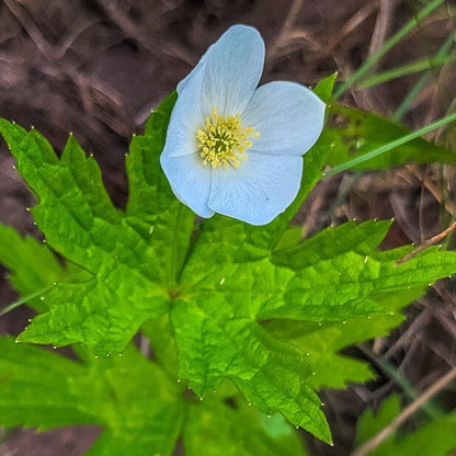 Anemone cylindrica - Thimbleweed - 3" Pot