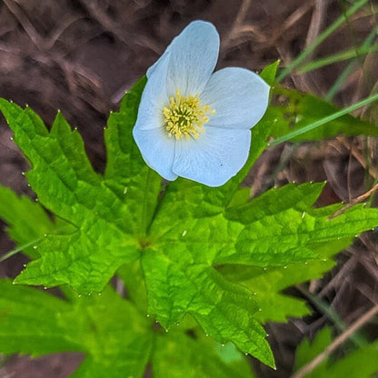 Anemone cylindrica - Thimbleweed