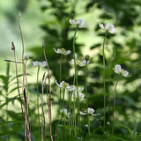 Anemone virginiana - Tall Thimbleweed - 3" Pot