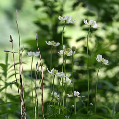 Anemone virginiana - Tall Thimbleweed - 38 Plug Tray