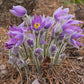 Anemone patens - Pasque Flower