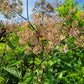 Angelica atropurpurea - Angelica - 38 Plug Tray