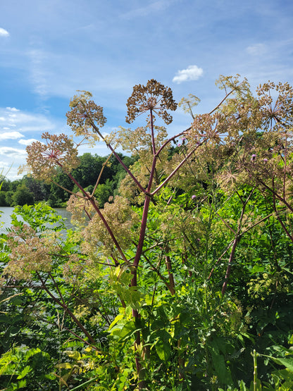 Angelica atropurpurea - Angelica - 3" Pot