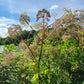 Angelica atropurpurea - Angelica - 38 Plug Tray