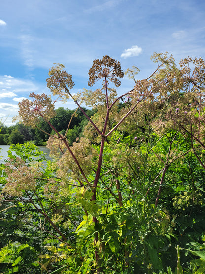 Angelica atropurpurea - Angelica