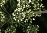 Angelica atropurpurea - Angelica - 3" Pot