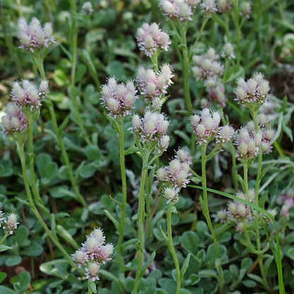 Antennaria neglecta - Prairie Pussytoes - 38 Plug Tray