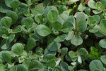 Antennaria neglecta - Prairie Pussytoes - 38 Plug Tray