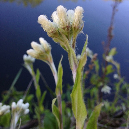 Antennaria plantaginifolia - Pussytoes - 38 Plug Tray