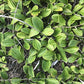 Antennaria plantaginifolia - Pussytoes - 38 Plug Tray
