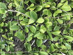 Antennaria plantaginifolia - Pussytoes - 38 Plug Tray