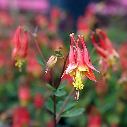 Aquilegia canadensis - Wild Columbine - 38 Plug Tray