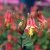 Aquilegia canadensis - Wild Columbine