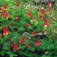 Aquilegia canadensis - Wild Columbine - 3" Pot