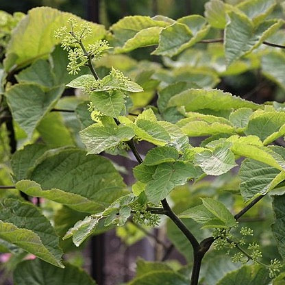 Aralia racemosa - Spikenard - 3" Pot