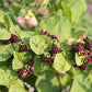 Aralia racemosa - Spikenard