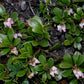 Arctostaphylos uva-ursi - Bearberry