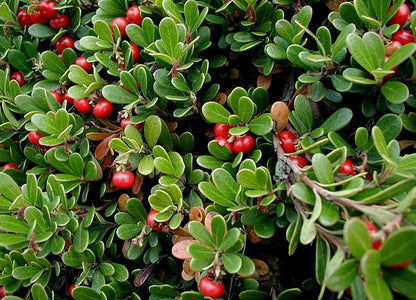 Arctostaphylos uva-ursi - Bearberry