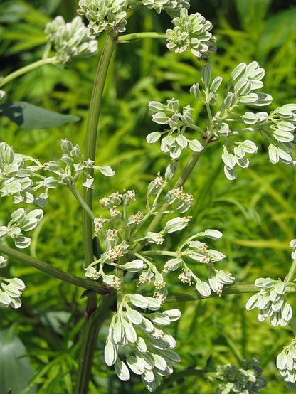 Arnoglossum plantagineum - Prairie Indian Plantain - 3" Pot