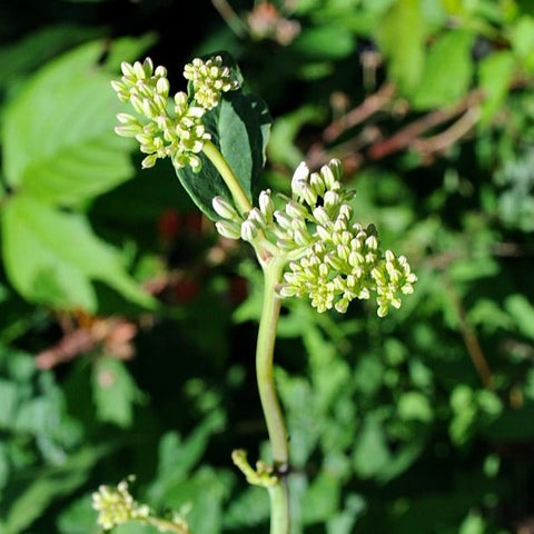 Arnoglossum atriplicifolium - Pale Indian Plantain - 3" Pot
