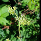 Arnoglossum atriplicifolium - Pale Indian Plantain - 38 Plug Tray