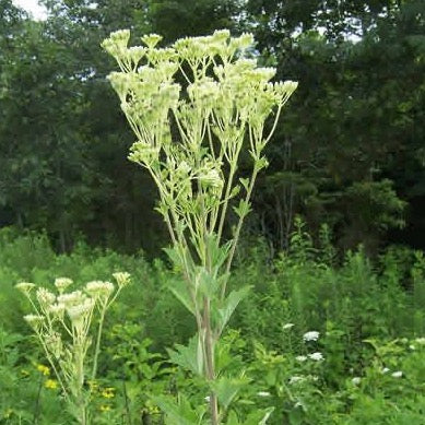 Arnoglossum atriplicifolium - Pale Indian Plantain - 3" Pot