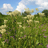 Arnoglossum plantagineum - Prairie Indian Plantain - 3" Pot