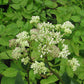 Arnoglossum plantagineum - Prairie Indian Plantain - 3" Pot