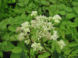 Arnoglossum plantagineum - Prairie Indian Plantain - 3" Pot