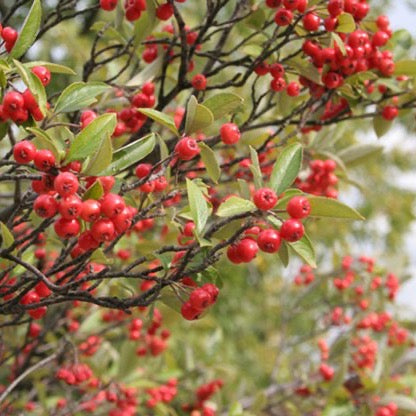 Aronia arbutifolia - Red Chokeberry