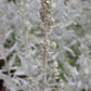 Artemisia ludoviciana - Prairie Sage