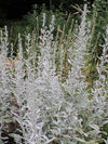 Artemisia ludoviciana - Prairie Sage