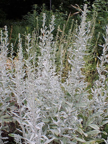 Artemisia ludoviciana - Prairie Sage