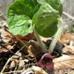 Asarum canadense - Wild Ginger - 3" Pot