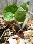 Asarum canadense - Wild Ginger - 3" Pot