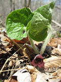 Asarum canadense - Wild Ginger - 3" Pot