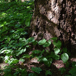 Asarum canadense - Wild Ginger - 3" Pot