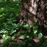 Asarum canadense - Wild Ginger - 3" Pot