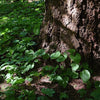 Asarum canadense - Wild Ginger