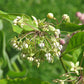 Asclepias exaltata - Poke Milkweed - 38 Plug Tray