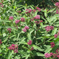 Asclepias incarnata - Rose Milkweed - 3" Pot