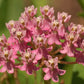 Asclepias incarnata - Rose Milkweed