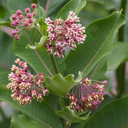 Asclepias syriaca - Common Milkweed - 38 Plug Tray