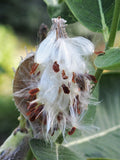 Asclepias syriaca - Common Milkweed - 3" Pot